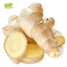 Chinese Dried Ginger Root Wholesale New Crop 10kg